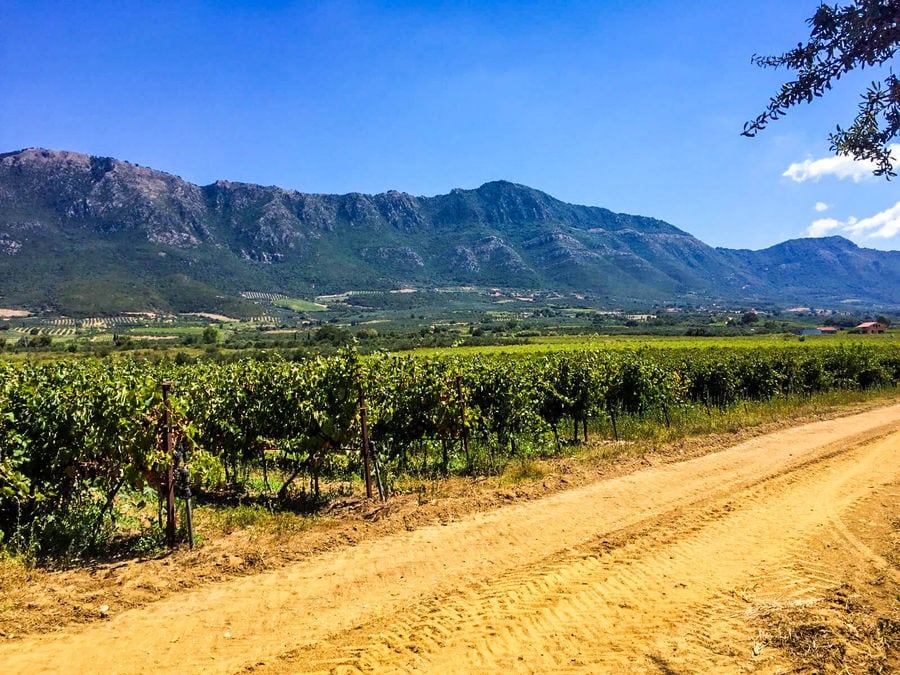 rows of vines at 'Dionysia Kelaria' vineyards